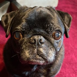 Meet your Posher, Lance